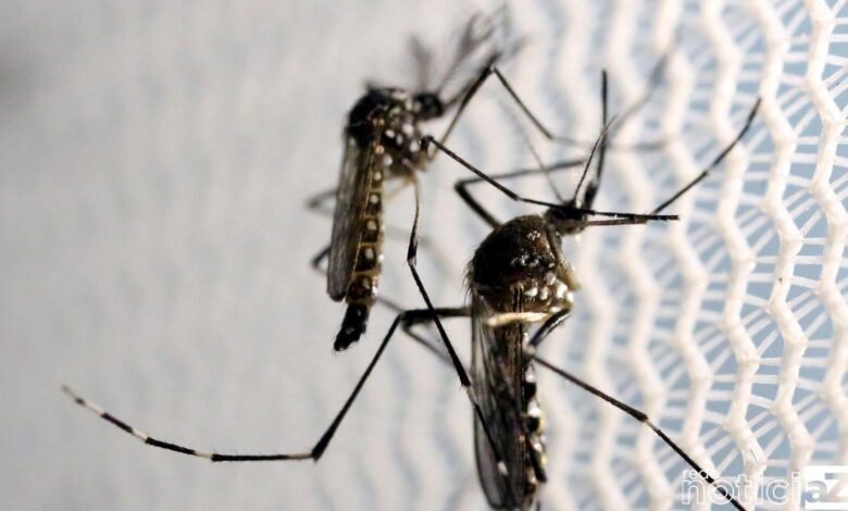 Com nova "fábrica de Aedes aegypti", Brasil ampliará combate a doenças