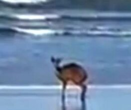 VÍDEO - Veado 'pula ondinhas' e 'dribla' agentes ambientais no Litoral