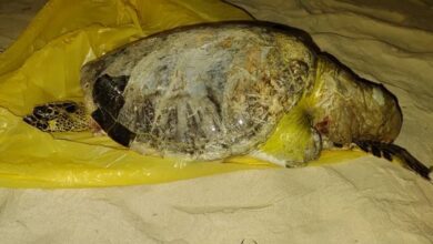 Tartaruga-verde é encontrada morta em praia de São Vicente