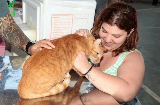 Vacinação contra doenças virais em cães e gatos tem início em Santos