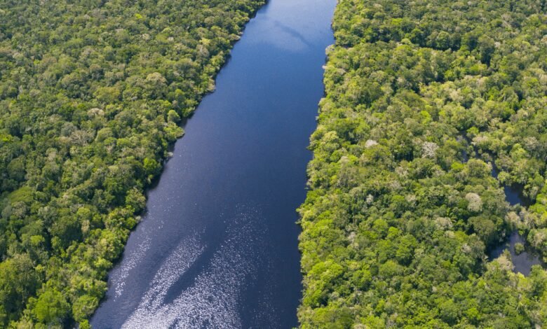 Reino Unido anuncia investimento no Fundo Amazônia