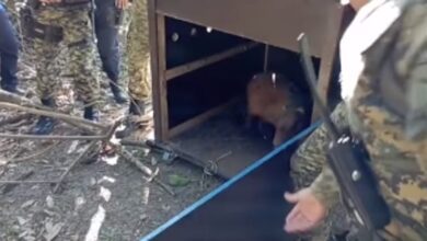 VÍDEO - Capivara é resgatada após passear por ruas de Praia Grande