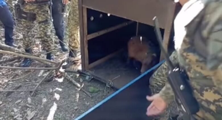 VÍDEO - Capivara é resgatada após passear por ruas de Praia Grande