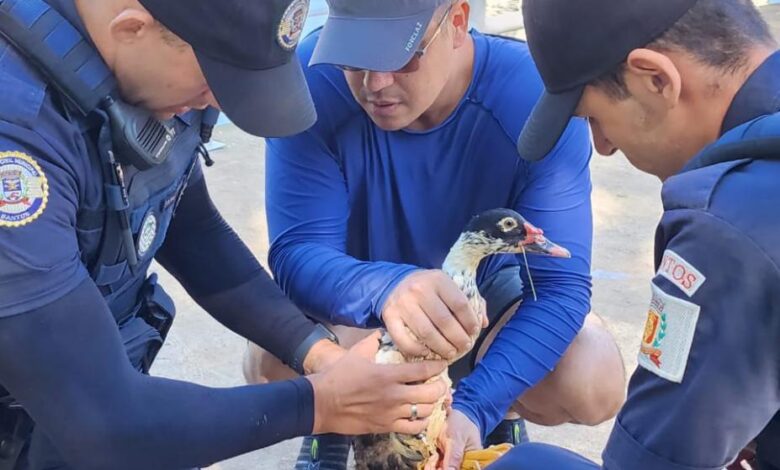 Pato é salvo após sofrer lesões no bico e nas patas em Santos