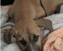 Cadela é abandonada e sofre parada cardíaca em Praia Grande