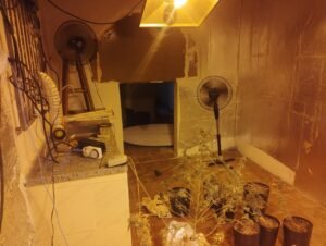 Plantação de maconha é descoberta em residência e polícia prende dono do local
