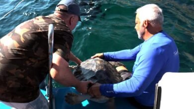 Tartarugas são soltas no mar após tratamento no Aquário de Santos
