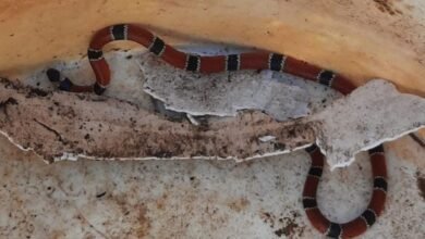 GCM ambiental resgata Cobra coral no Morro dos Barbosas