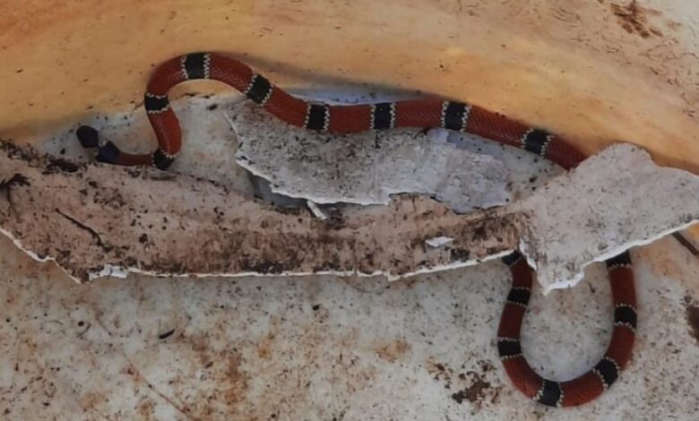 GCM ambiental resgata Cobra coral no Morro dos Barbosas