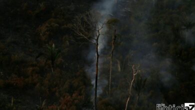 No primeiro semestre deste ano, 2,15 milhões de hectares foram queimados no Brasil, revela mapeamento feito pelo MapBiomas Brasil, uma rede colaborativa formada por organizações não governamentais (ONGs), universidades e empresas de tecnologia, que produz um relatório sobre a cobertura e uso da terra. Segundo o mapeamento, isso significou queda de 1% em relação ao mesmo período do ano passado. Se for considerada apenas a região da Amazônia, no entanto, as queimadas aumentaram 14% em relação ao último ano. De acordo com o MapBiomas, a Amazônia foi o bioma com a maior área queimada no semestre, com 1,45 milhão de hectares devastados em 2023, o que corresponde a 68% de toda a área queimada do Brasil nesse período. Em segundo lugar, vem o Cerrado, com 639 mil hectares, o que representou 30% sobre o total de área queimada no país e aumento de 2% em comparação com o mesmo período de 2022. “A área queimada no primeiro semestre de 2023 no Cerrado está dentro da média dos últimos anos, com destaque para ações de queimas prescritas que são realizadas nesse período como parte da estratégia de prevenção de incêndios florestais do MIF (Manejo Integrado do Fogo). Porém, a área queimada em junho foi maior do que nos meses anteriores, porque o período de seca no bioma está só começando. A situação pode se agravar ainda mais com a chegada do fenômeno El Niño”, diz, em nota, a coordenadora operacional do MapBiomas Fogo, Vera Arruda, pesquisadora do Instituto de Pesquisa Ambiental da Amazônia. De toda a área queimada no primeiro semestre deste ano no país, 84% eram de vegetação nativa, a maioria em formações campestres. Segundo o MapBiomas, as pastagens se destacaram entre os tipos de uso agropecuário, representando 8,5% de toda a área queimada. O relatório revelou ainda que, na Mata Atlântica (10.220 hectares) e no Pantanal (13 mil hectares), a área queimada no primeiro semestre deste ano foi a menor dos últimos cinco anos. A Caatinga seguiu a tendência de queda, com a área queimada no primeiro semestre inferior à dos anos anteriores, com 818 hectares atingidos. Já no Pampa foram queimados 7 mil hectares.