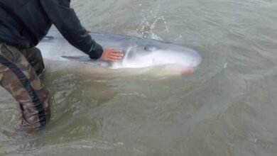 VÍDEO - Golfinho de espécie de cachalote-pigmeu é encontrado sangrando em Santos