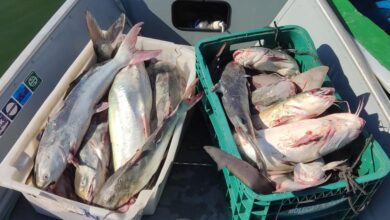 100kg de Peixe são apreendidos pela Polícia Ambiental