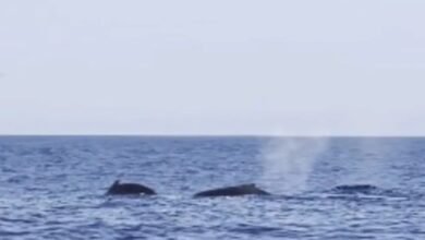 VÍDEO - Oito baleias jubarte são flagradas em Santos