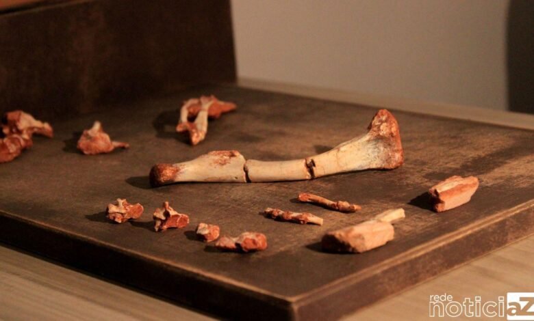 Pesquisadores da UFSM descobrem fóssil precursor dos pterossauros