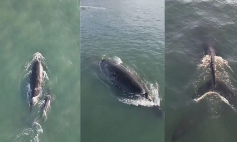 VÍDEO - Baleias são avistadas em Praia e encantam banhistas