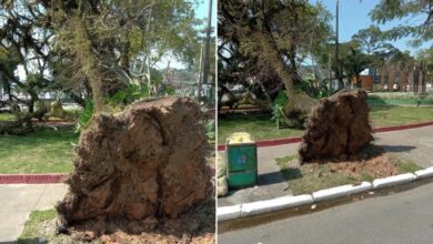 Árvores caem após forte vendaval no Litoral Paulista