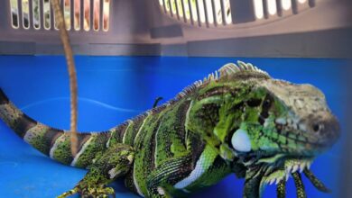 Iguana-verde em situação vulnerável é resgatada em São Vicente