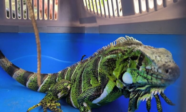 Iguana-verde em situação vulnerável é resgatada em São Vicente