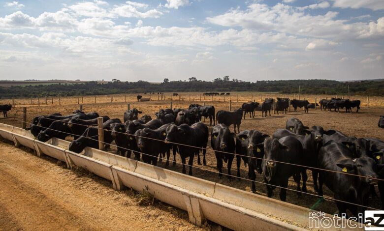 IBGE: pecuária brasileira colecionou recordes em 2022