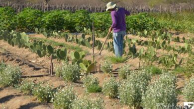 Inadimplência atinge 28% dos produtores rurais no país