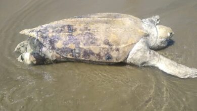 Tartaruga-de-couro é encontrada morta em Praia Grande