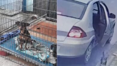 Mulher que abandonou cachorro em Bertioga é presa