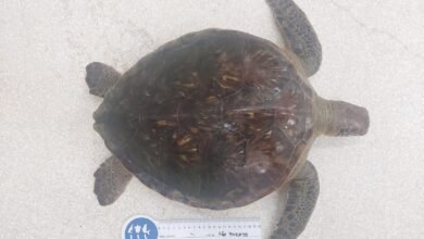 Polícia Ambiental localiza Tartaruga Marinha morta em rede de pesca