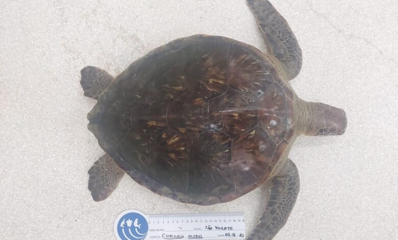 Polícia Ambiental localiza Tartaruga Marinha morta em rede de pesca