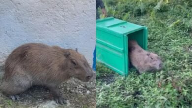 Resgate de Capivara viraliza nas redes sociais