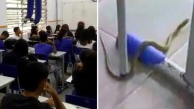 VÍDEO - Alunos de escola em Santos são evacuados após cobras invadirem local