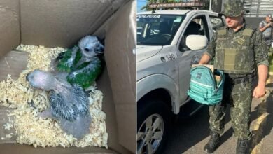 Duas mulheres são presas após transportar filhotes de aves silvestres em Praia Grande