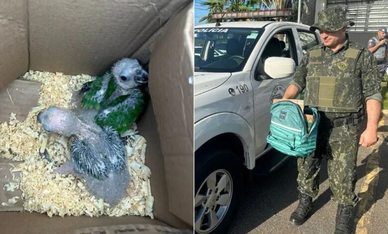 Duas mulheres são presas após transportar filhotes de aves silvestres em Praia Grande