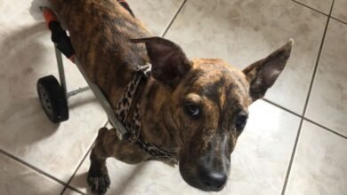 Cachorrinha paraplégica da Ubasa Centro é adotada e ganha novo lar