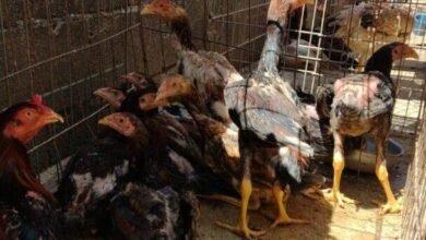 Pai e filho são presos acusados de criar galos para rinhas no Interior de São Paulo