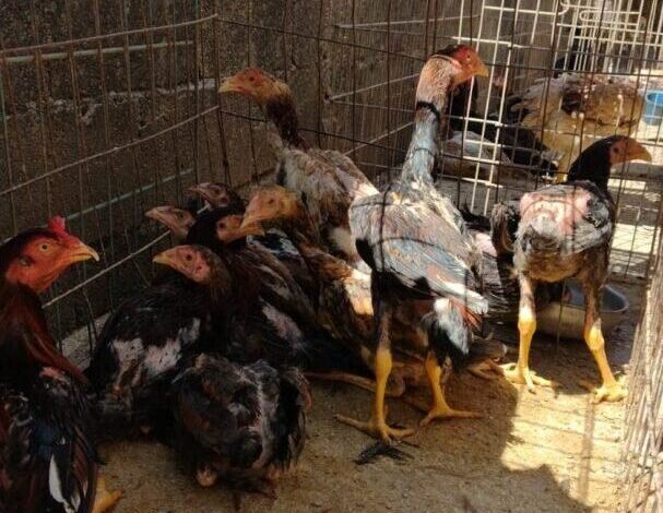 Pai e filho são presos acusados de criar galos para rinhas no Interior de São Paulo