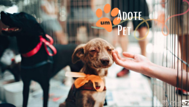Regras para adoção de pet: Conheça