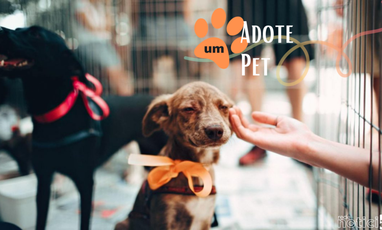 Regras para adoção de pet: Conheça