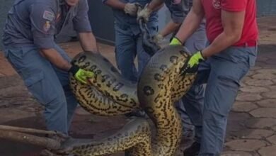 Sucuri com aproximadamente 7 metro.