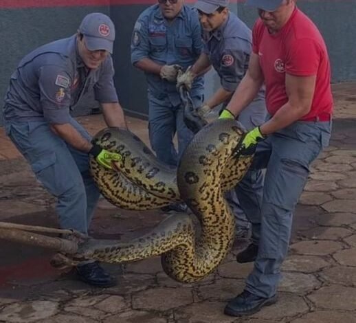 Sucuri com aproximadamente 7 metro.