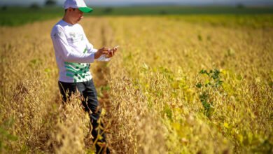 Produtor rural, conheça o prazo para declaração do Imposto