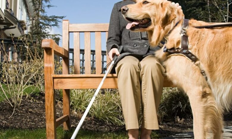 Cão-guia pode ajudar famílias com deficiência visual