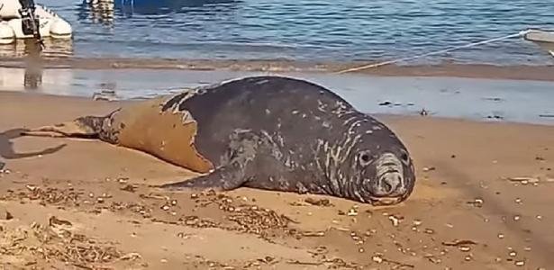 Elefante-marinho dá as caras no Litoral