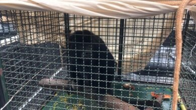 Macaco é resgatado e devolvido para natureza