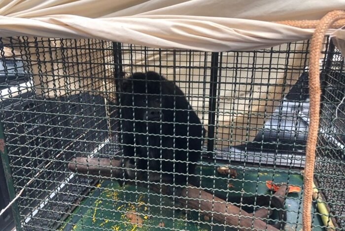 Macaco é resgatado e devolvido para natureza