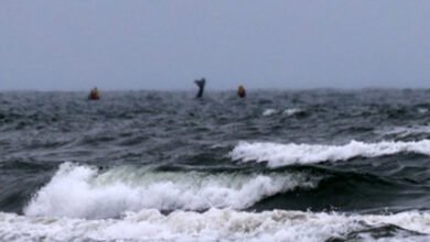 Baleia é flagrada próxima de praia no Litoral