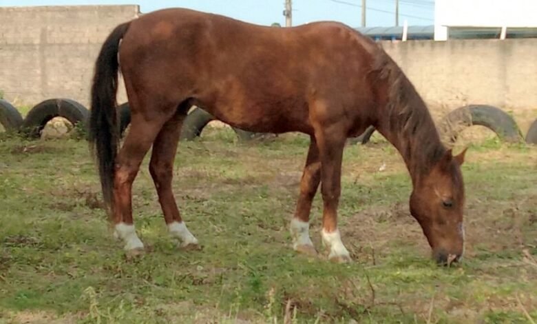 Olímpia intensifica fiscalização de animais em vias públicas