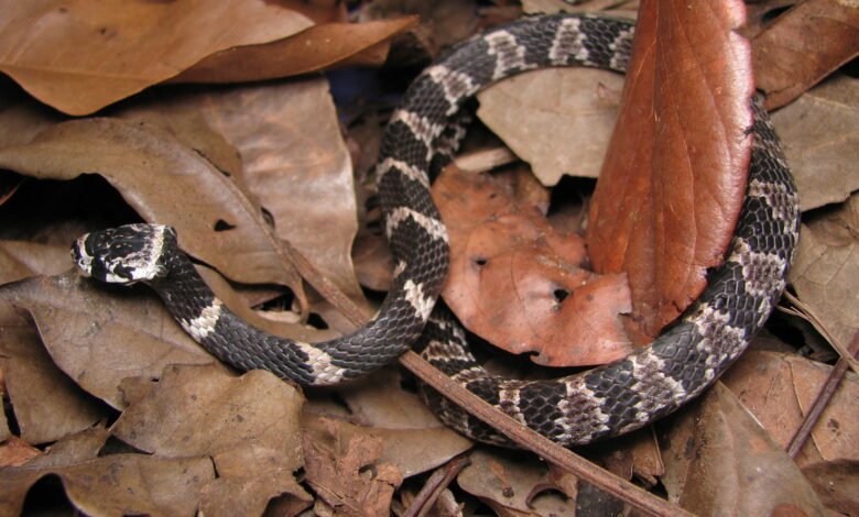 Moradores são surpreendidos com a aparição de cobra 'dormideira' dentro do capô de carro