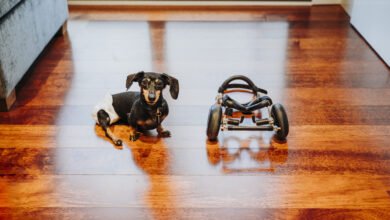 Animal com deficiência