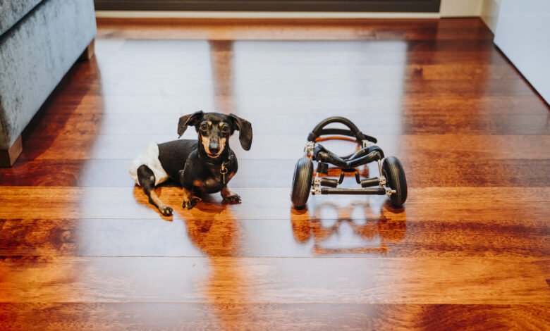 Animal com deficiência