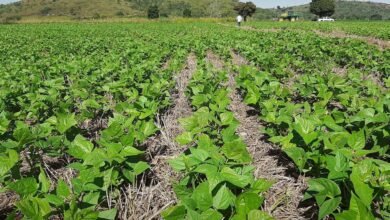 Conservação do solo